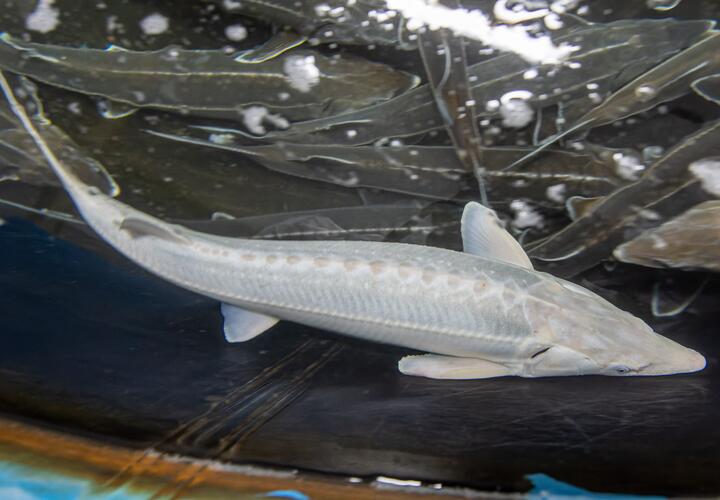 Экосистема уже трещит по швам