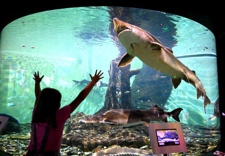 Учёные нашли гигантскую акулу возрастом 115 миллионов лет