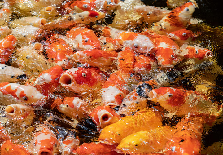 Учёные вывели вид карпа почти без костей, чтобы его было удобнее есть