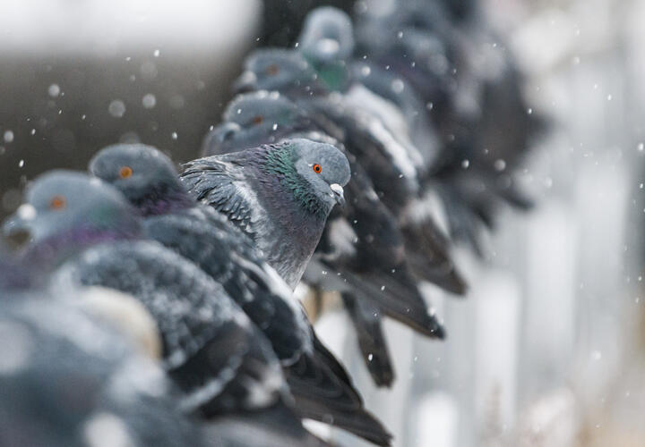 Сочи готовится к декабрьскому похолоданию: возможен снег на побережье