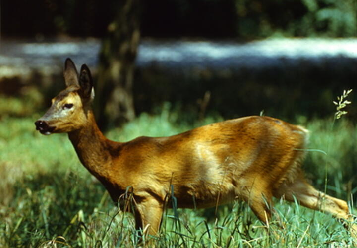 В лесах под Краснодаром разложены приманки от бешенства
