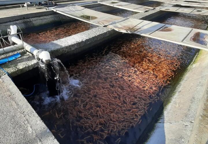  В Сочи в горную реку выпустили сотни мальков черноморского лосося