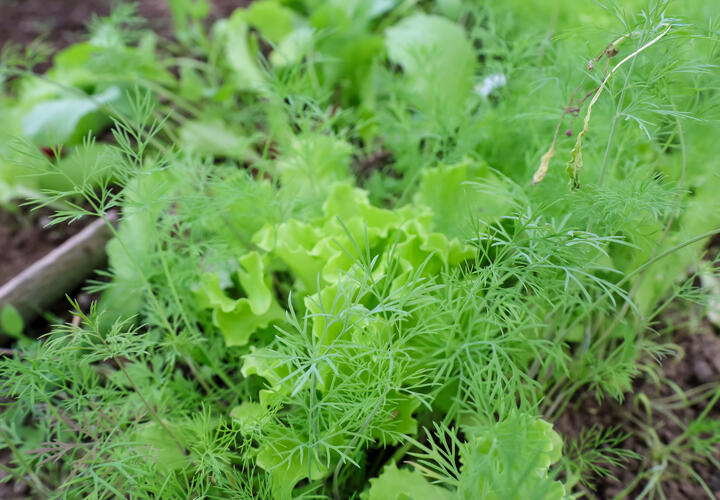 Чем опасен вредитель?