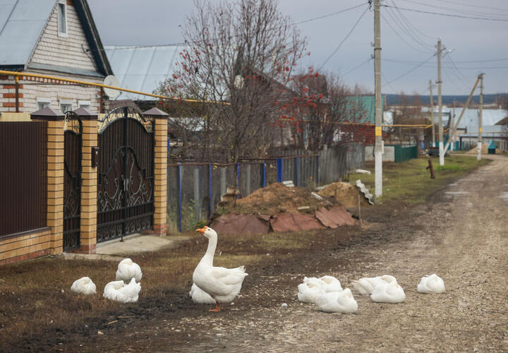 Александра Шишикина отправили в отставку из-за утраты доверия