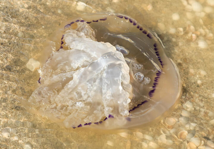 «Всем известно о большой беде»: жители Краснодарского края просят Путина остановить размножение медуз в Азовском море