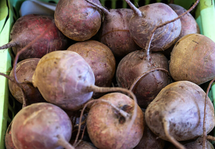 Замедлить старение мозга поможет обыкновенная свекла, рассказали ученые 