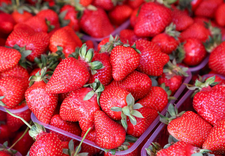 9 тонн клубники с мухой-горбаткой, вызывающей тяжёлые миазы, остановили в порту Новороссийска