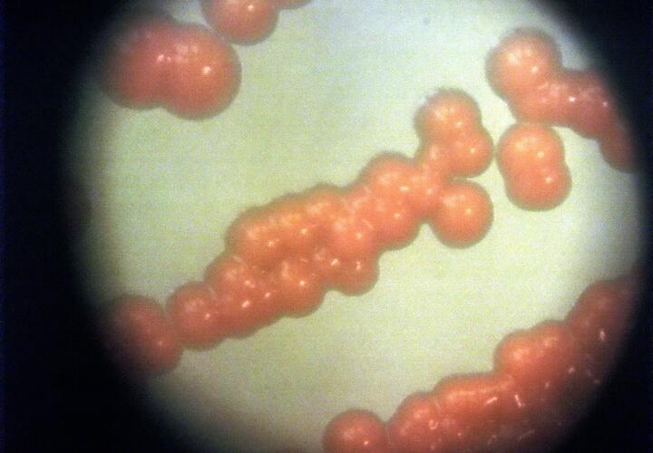 Эксперты не исключают масштабной пандемии в 2026 году