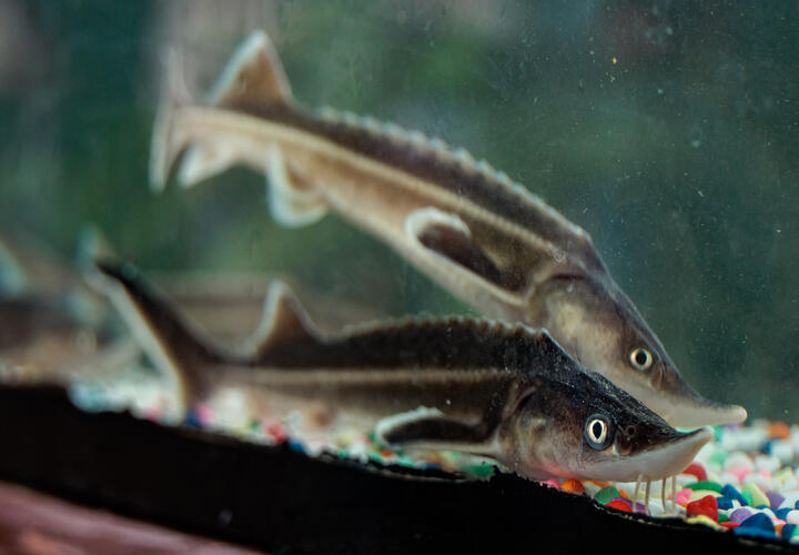 Браконьеры из Ейского района Кубани связали особей русского осетра и спрятали в море