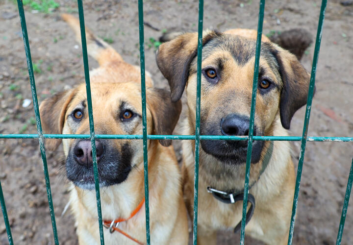 На территории также нашли десятки истощенных кошек и собак