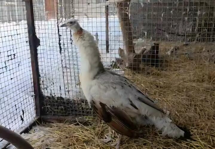 Как он туда попал? На остановке общественного транспорта в Краснодаре пассажиры обнаружили павлина