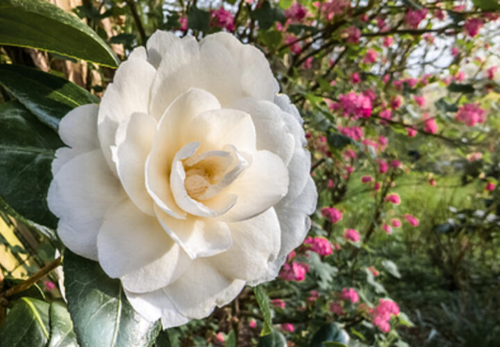 «Холодные розы»: в Сочи распустились необычные цветы