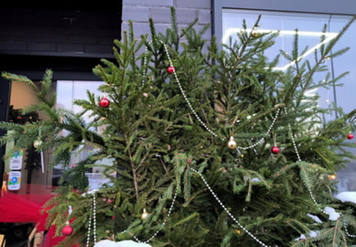 Когда вынесешь елку? В Краснодаре начали принимать новогодние деревья на переработку