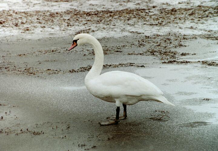 Птицу эвакуировали с замерзшей реки на надувном плоту