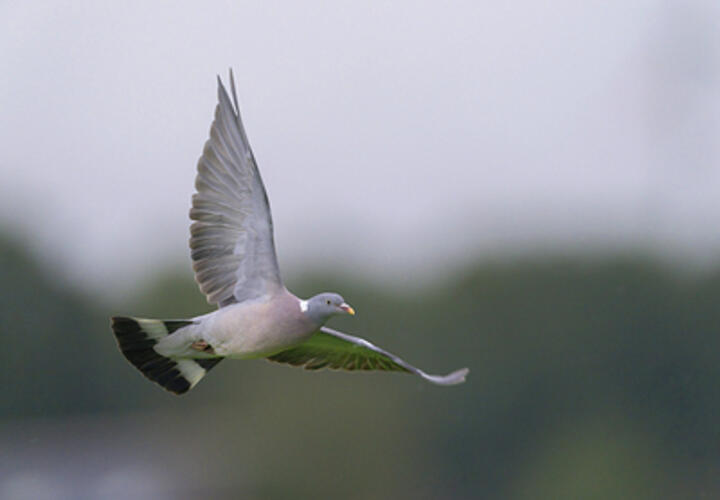 Массовая гибель диких голубей в Краснодарском крае произошла из-за отравления