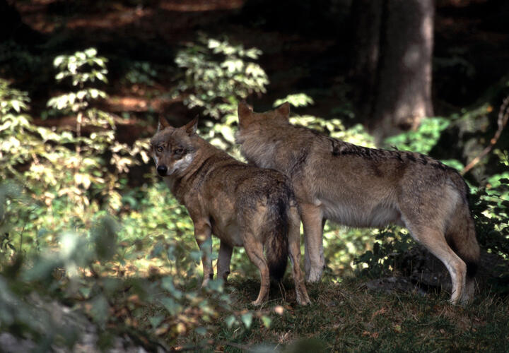 Минприроды Кубани подтвердило: между Анапой и Новороссийском бродит волчья стая