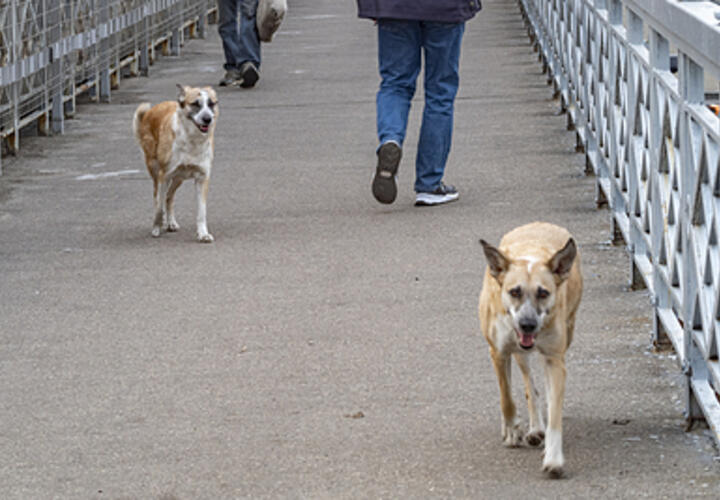На Кубани 3-летнюю девочку искусала бродячая собака, взыскана компенсация морального вреда