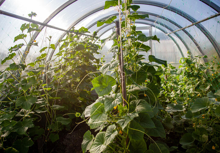 Теплица с овощами