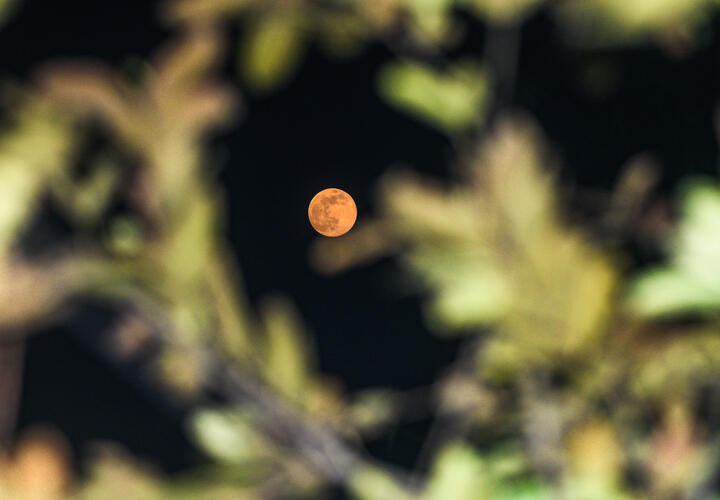 Овнам нужно тщательно проверять цифры, Тельцам предстоит непростая переписка