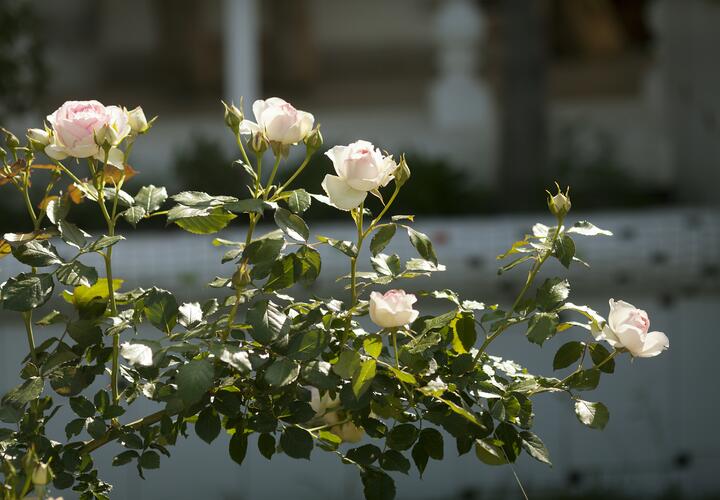 Рассказываем, почему неправильное укрытие губит побеги