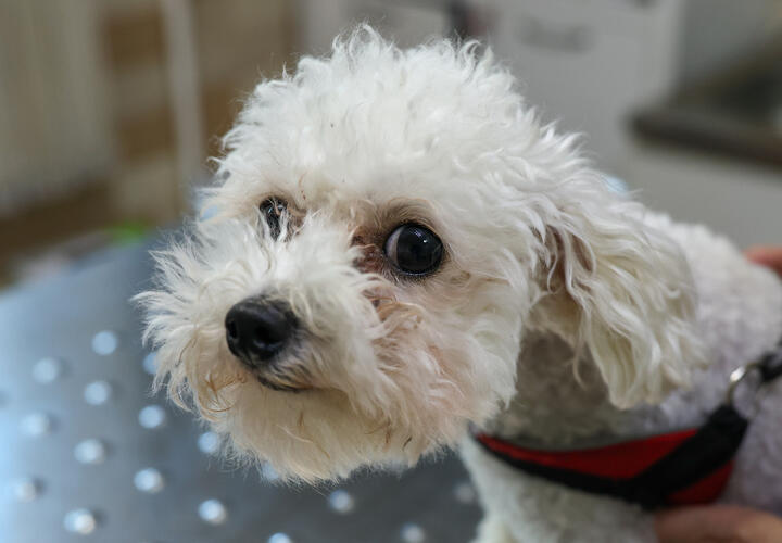 Предприятие в Краснодаре долгое время торговало запрещёнными лекарствами для животных