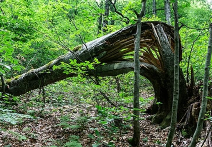 При проверке в Сочинском нацпарке выявлены нарушения экологии на миллиарды рублей