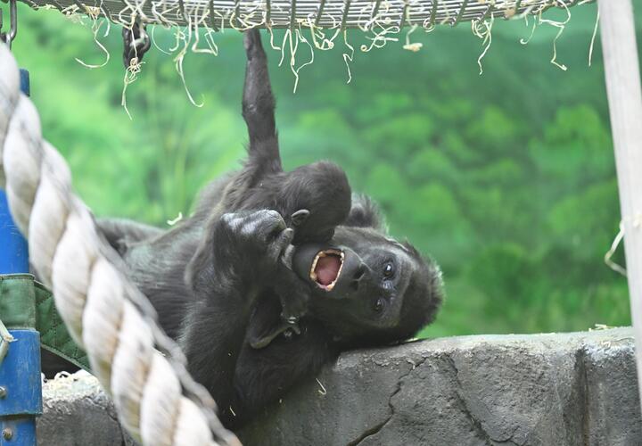 В 2026 году миру грозит новая пандемия