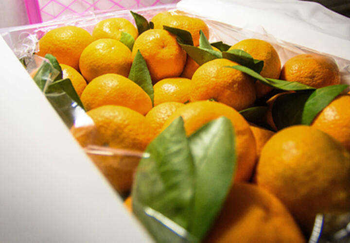  В мировых лидерах: стало известно, сколько мандаринов поедают россияне