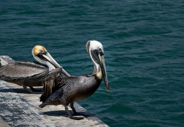 В Новороссийске судно изменило курс, чтобы не потревожить редких птиц