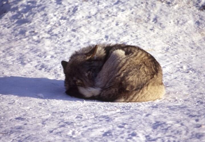 В Сочи электричка сбила волка
