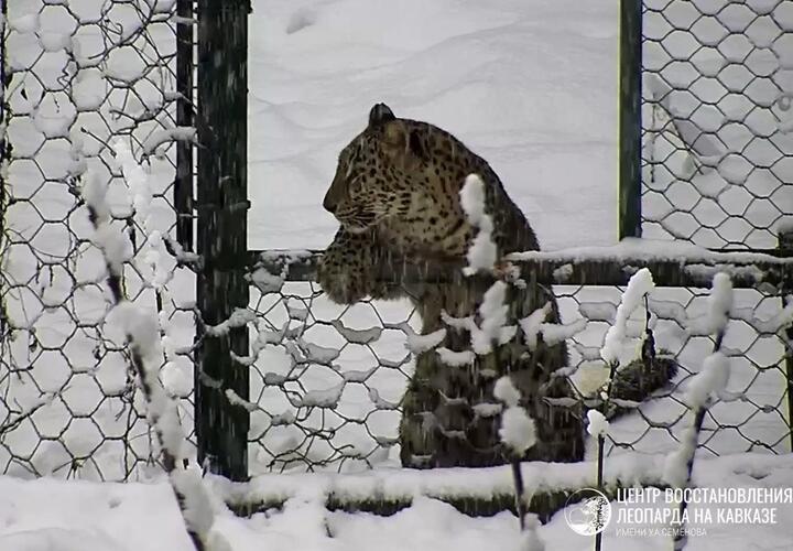 В Сочи засняли подросших детёнышей леопарда, играющих в снегу