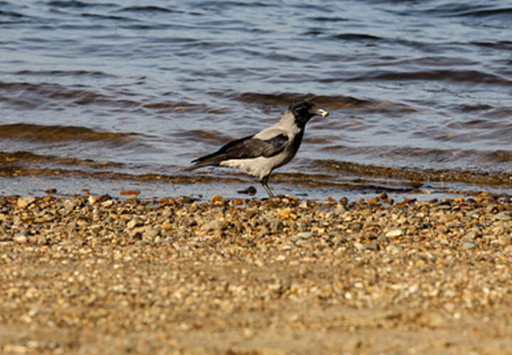 Вода в реке Афипс в Краснодарском крае поднялась до опасных отметок