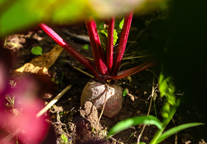 Врач рассказала, кому нельзя есть свеклу