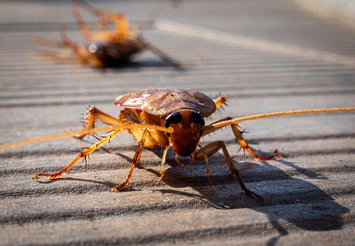 За тараканов в больнице Славянска-на-Кубани взялись на региональном уровне