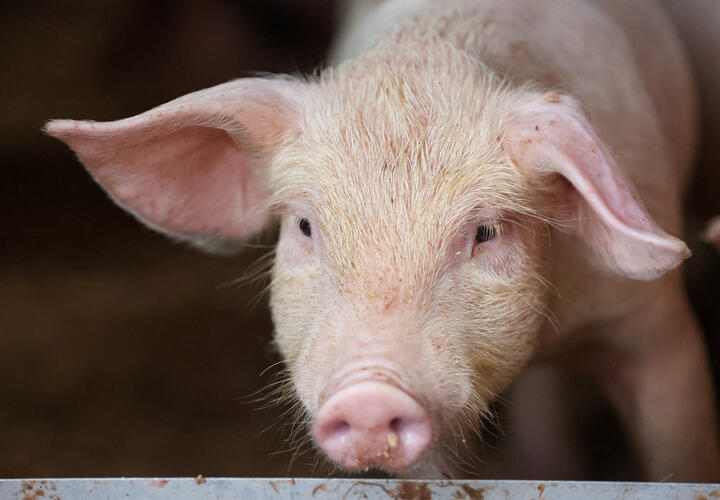 Животные принадлежали местному фермеру