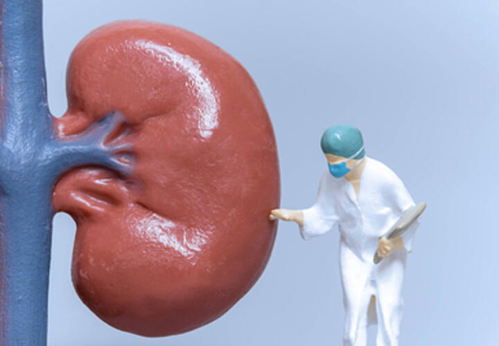 «Болезнь века» все больше тревожит медиков. Эксперты прогнозируют высокую смертность от проблем с почками