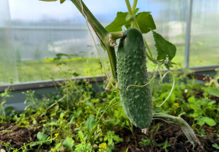 Больше 1000 рублей за килограмм: шокирующие цены на огурцы по всей России. И где дешевле всего?