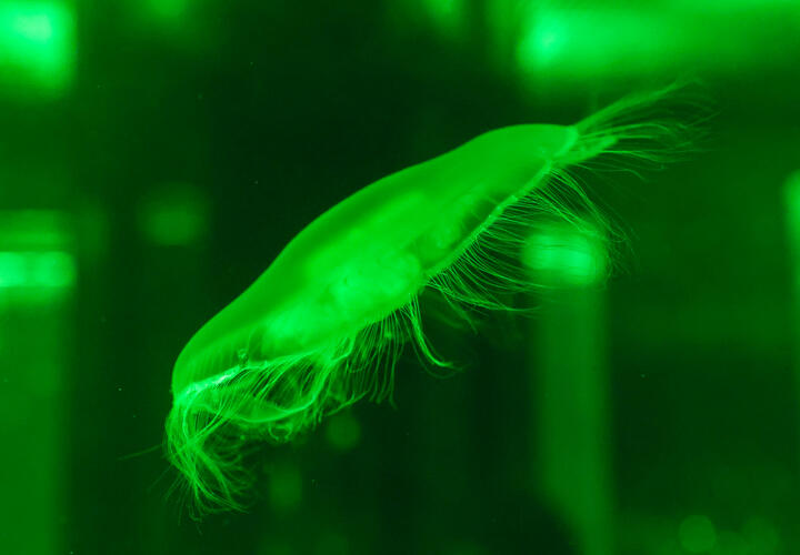 Глубоко в океане учёные обнаружили существа, ранее неизвестные науке