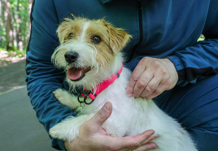 Клещи в этом сезоне проснутся раньше, и их будет больше обычного, предупредили специалисты