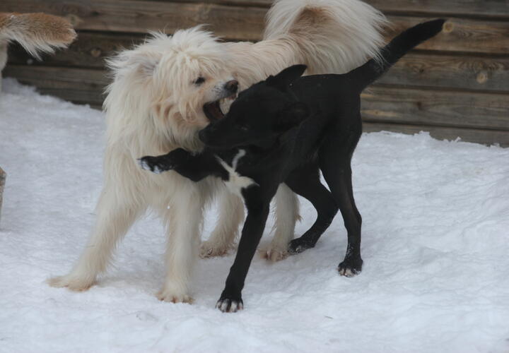 Жители требуют отлова агрессивных животных