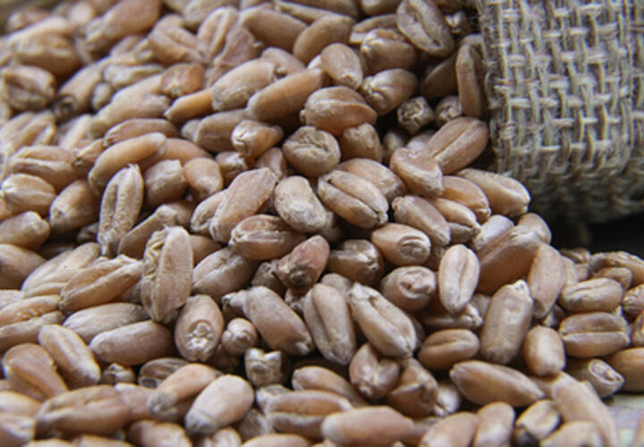 Кубань отправила почти 2,6 миллиона тонн зерна за границу