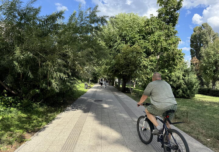 Мэрия Краснодара собирается потратить почти миллиард на озеленение в городе