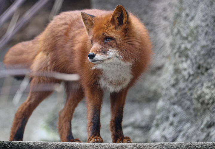 Ограничения вступают в силу с 1 марта