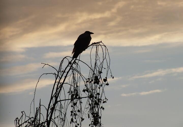 Угроза падения беспилотных летательных аппаратов: жителей Кубани попросили спрятаться