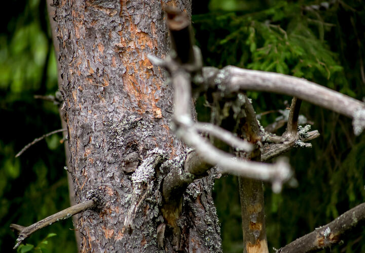 Деревья придется спилить