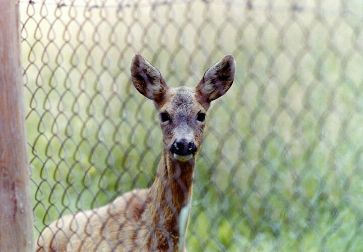Косуля выбежала к людям за помощью