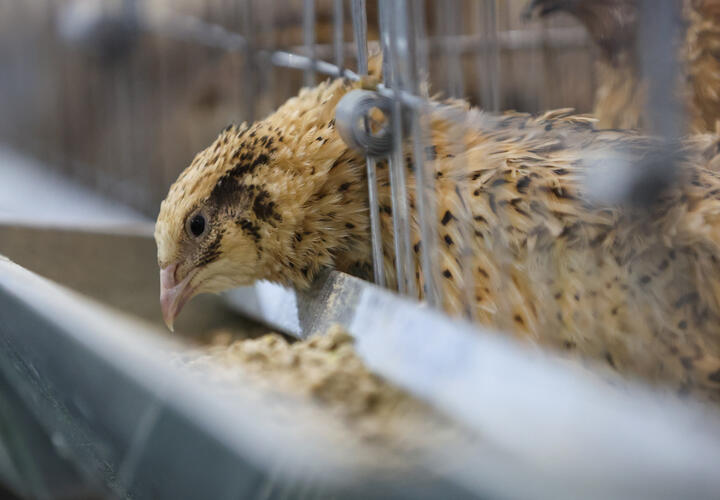 Мужчины выслеживали птиц в темноте