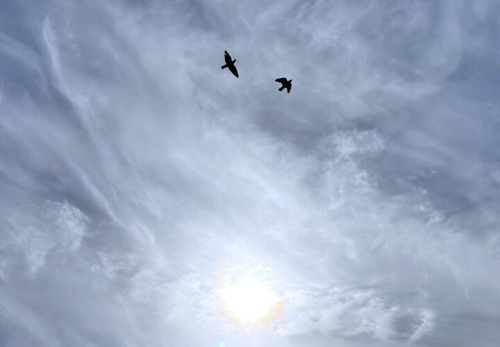 Взрывы вызваны работой ПВО: в Новороссийске и Геленджике беспилотная опасность