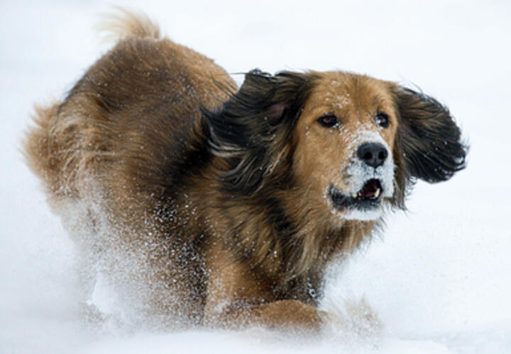 Запах страха: как собака понимает, что человек испугался, рассказал кинолог