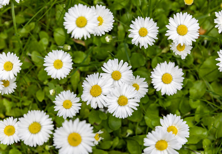 Метеоролог назвала сроки начала климатической весны